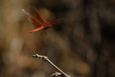 Felicita Dragonfly Pond