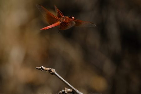 Felicita Dragonfly Pond