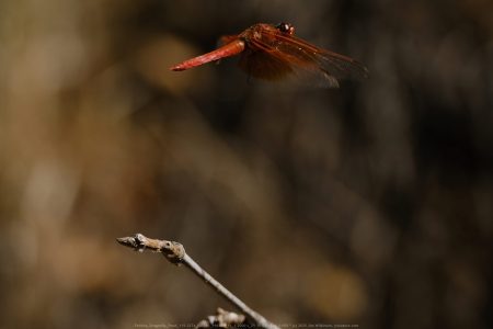 Felicita Dragonfly Pond
