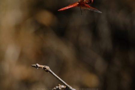 Felicita Dragonfly Pond