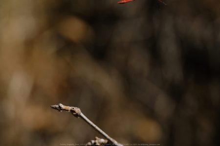 Felicita Dragonfly Pond