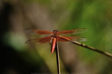 Felicita Dragonfly Pond