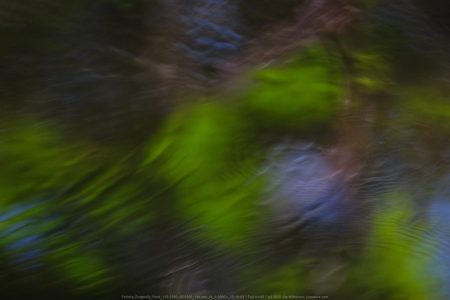 Felicita Dragonfly Pond