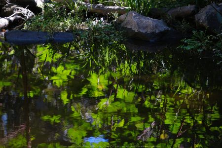 Felicita Dragonfly Pond
