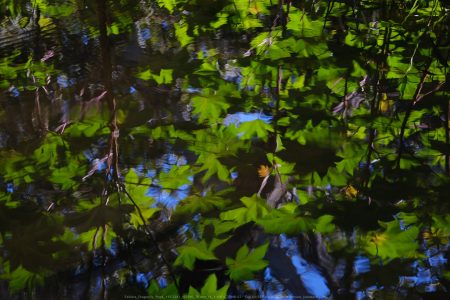 Felicita Dragonfly Pond