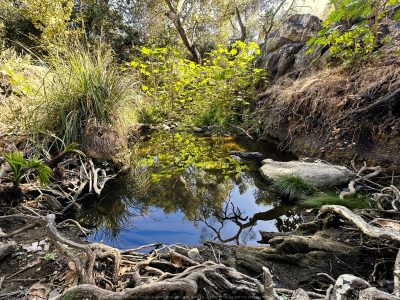 Felicita Dragonfly Pond