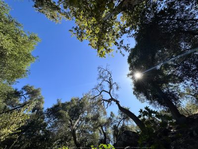 Felicita Dragonfly Pond