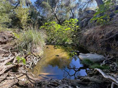 Felicita Dragonfly Pond