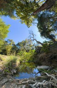 Felicita Dragonfly Pond