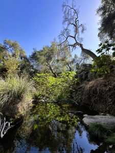 Felicita Dragonfly Pond