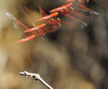 Felicita Dragonfly Pond