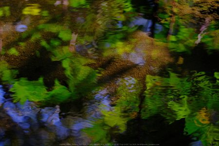 Felicita Dragonfly / Water Strider Pond