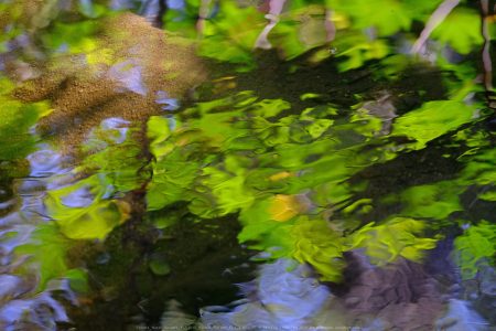 Felicita Dragonfly / Water Strider Pond