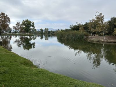 Video Clips - White Pelicans, Wood Ducks, Osprey, Green Heron