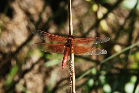 Flame Skimmer in slow motion Flame Skimmer in slow motion