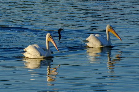 Santee Lakes