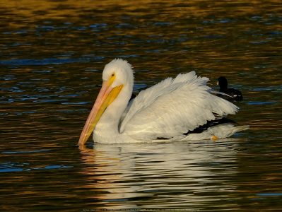 Santee Lakes