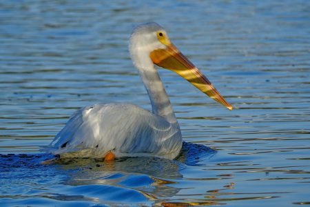 Santee Lakes
