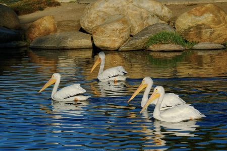 Santee Lakes