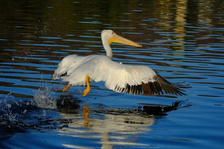 Santee Lakes