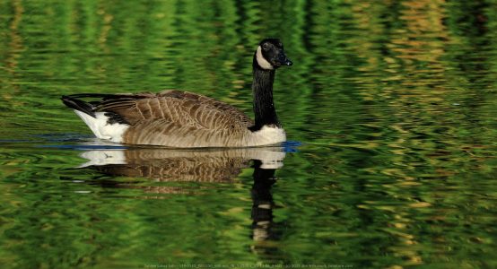 Santee Lakes