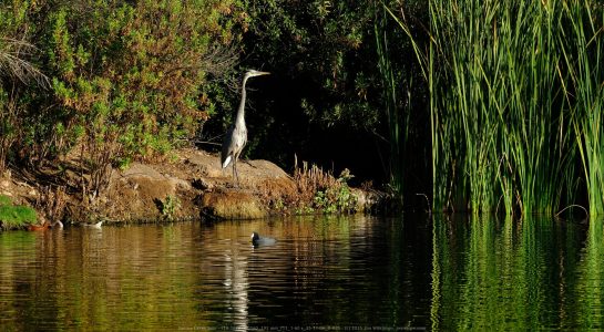 Santee Lakes