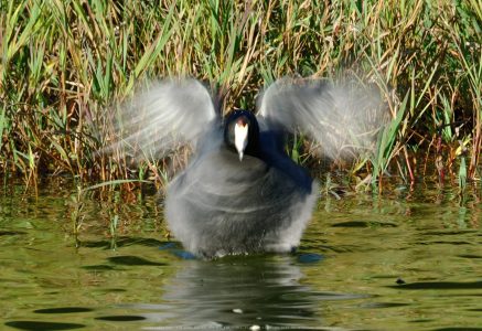 Santee Lakes