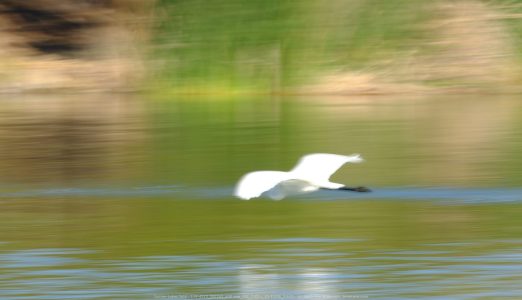 Santee Lakes