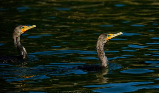 Santee Lakes