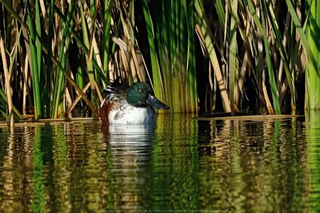 Santee Lakes