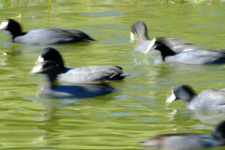 Santee Lakes
