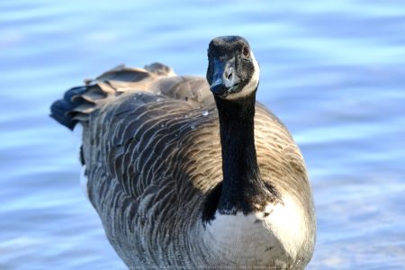 Santee Lakes