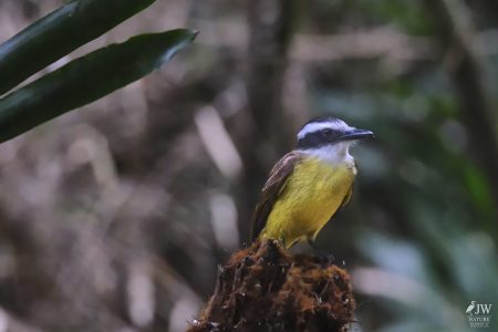 DAY10 - 24 AUG 2025 - MACUQUINHO LODGE - ATLANTIC FOREST (FULL DAY)
