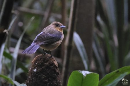 DAY10 - 24 AUG 2025 - MACUQUINHO LODGE - ATLANTIC FOREST (FULL DAY)