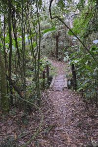 DAY10 - 24 AUG 2025 - MACUQUINHO LODGE - ATLANTIC FOREST (FULL DAY)