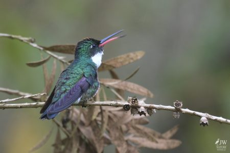 DAY10 - 24 AUG 2025 - MACUQUINHO LODGE - ATLANTIC FOREST (FULL DAY)