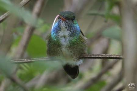 DAY10 - 24 AUG 2025 - MACUQUINHO LODGE - ATLANTIC FOREST (FULL DAY)