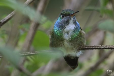 DAY10 - 24 AUG 2025 - MACUQUINHO LODGE - ATLANTIC FOREST (FULL DAY)