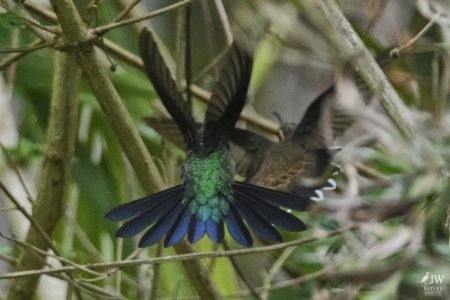 DAY10 - 24 AUG 2025 - MACUQUINHO LODGE - ATLANTIC FOREST (FULL DAY)