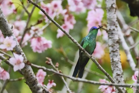 DAY10 - 24 AUG 2025 - MACUQUINHO LODGE - ATLANTIC FOREST (FULL DAY)