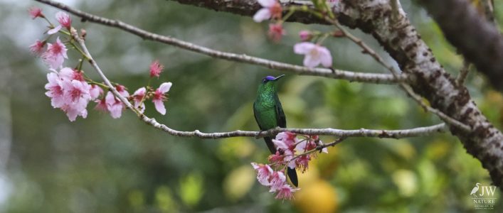 DAY10 - 24 AUG 2025 - MACUQUINHO LODGE - ATLANTIC FOREST (FULL DAY)