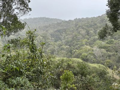 DAY10 - 24 AUG 2025 - MACUQUINHO LODGE - ATLANTIC FOREST (FULL DAY)