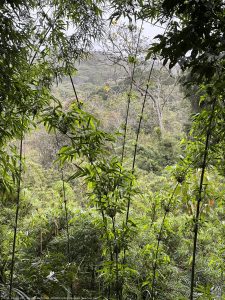 DAY10 - 24 AUG 2025 - MACUQUINHO LODGE - ATLANTIC FOREST (FULL DAY)