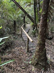 DAY10 - 24 AUG 2025 - MACUQUINHO LODGE - ATLANTIC FOREST (FULL DAY)