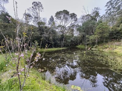 DAY10 - 24 AUG 2025 - MACUQUINHO LODGE - ATLANTIC FOREST (FULL DAY)