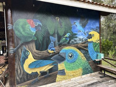 DAY10 - 24 AUG 2025 - MACUQUINHO LODGE - ATLANTIC FOREST (FULL DAY)