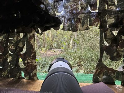 DAY10 - 24 AUG 2025 - MACUQUINHO LODGE - ATLANTIC FOREST (FULL DAY)