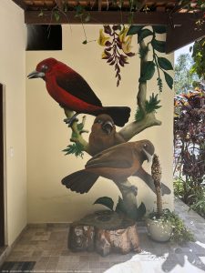 DAY10 - 24 AUG 2025 - MACUQUINHO LODGE - ATLANTIC FOREST (FULL DAY)