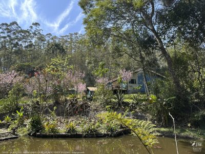 DAY10 - 24 AUG 2025 - MACUQUINHO LODGE - ATLANTIC FOREST (FULL DAY)