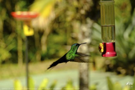 DAY11 - 25 AUG 2025 - MACUQUINHO LODGE - ATLANTIC FOREST (MORNING)